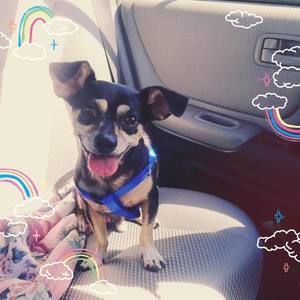 Meet your Posher, Tommy